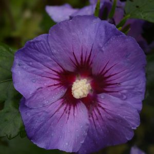 Hibiscus syriacus 'Blue Bird' (Oiseau Bleu)
