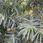 Hippophae rhamnoides 'Pollmix'