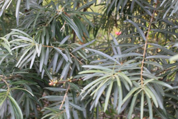 Hippophae rhamnoides 'Pollmix'