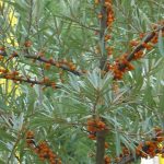 Hippophae rhamnoides 'Leikora'