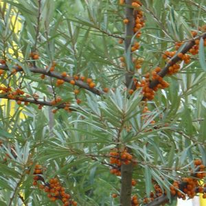 Hippophae rhamnoides 'Leikora'
