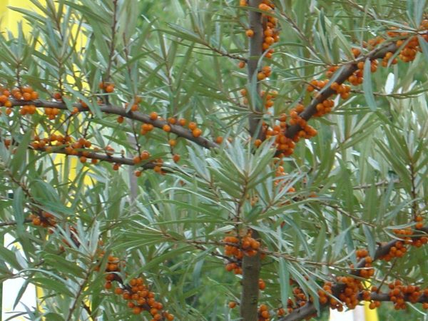 Hippophae rhamnoides 'Leikora'
