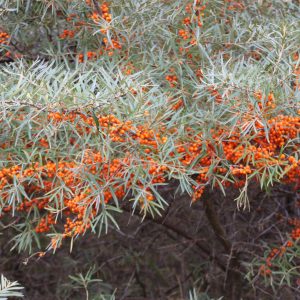 Hippophae rhamnoides