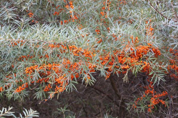 Hippophae rhamnoides