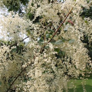 Holodiscus discolor var. ariifolius