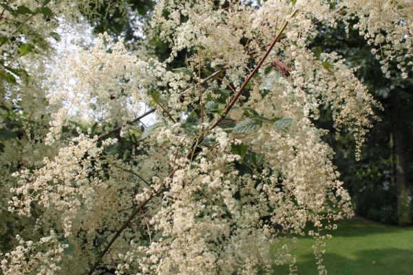 Holodiscus discolor var. ariifolius