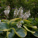 Hosta sieboldiana 'Francess Williams'