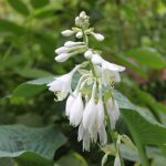 Hosta sieboldiana 'Elegans'