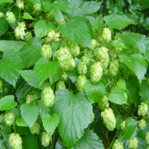 Humulus lupulus 'Magnum'