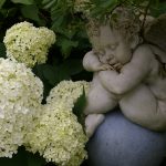 Hydrangea arborescens 'Annabelle'