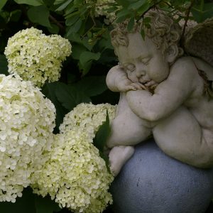 Hydrangea arborescens 'Annabelle'