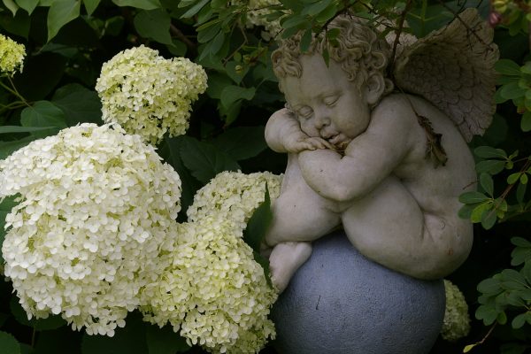 Hydrangea arborescens 'Annabelle'