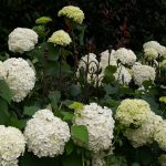 Hydrangea arb. STRONG ANNABELLE ® 'Abetwo'