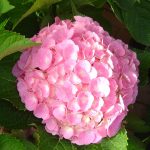 Hydrangea macrophylla 'Bodensee'