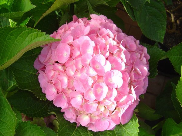 Hydrangea macrophylla 'Bodensee'