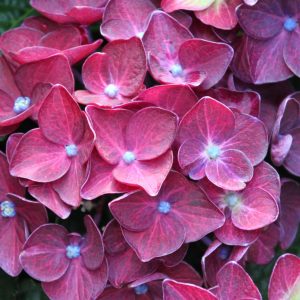 Hydrangea macrophylla 'Deep Purple Dance' ®