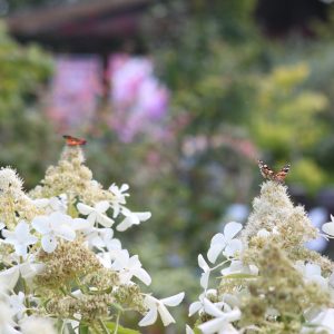 Hydrangea paniculata LEVANA ® 'Cov'