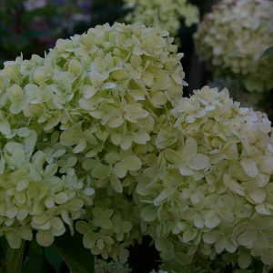 Hydrangea paniculata 'LIMELIGHT' (S)