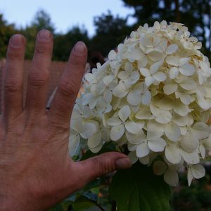 Hydrangea paniculata 'Phantom'