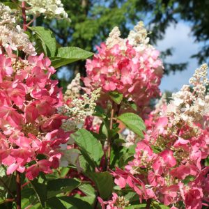 Hydrangea paniculata 'PINKY WINKY' ® (DVPPinky)