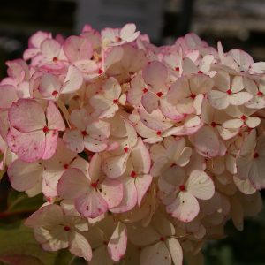 Hydrangea paniculata VANILLE FRAISE ('Renhy') ®
