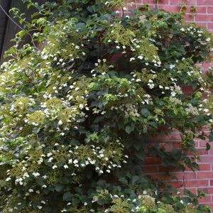 Hydrangea petiolaris