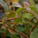 Hydrangea x Semiola -R-