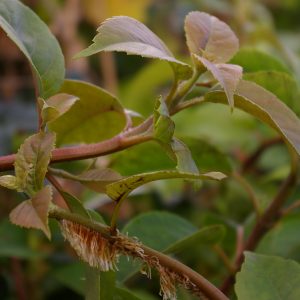 Hydrangea x Semiola -R-