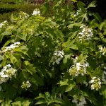 Hydrangea quercifolia