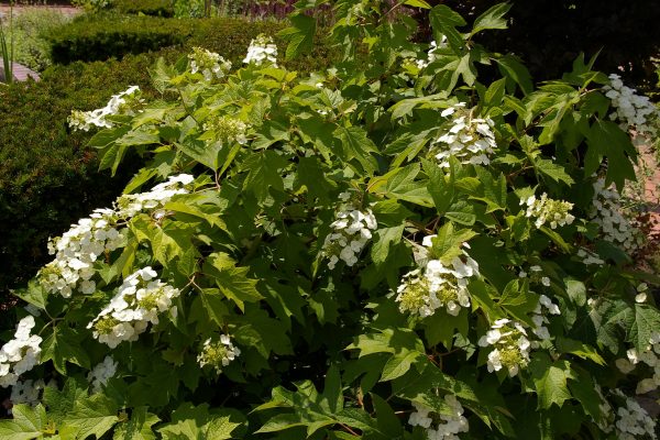 Hydrangea quercifolia