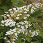 Hydrangea quercifolia ICE CRYSTAL®