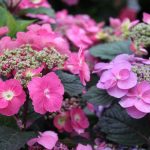 Hydrangea serrata BLUEBERRY CHEESECAKE (S)