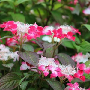 Hydrangea serrata 'Kurenai'