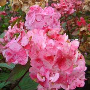 Hydrangea serrata 'Preziosa'