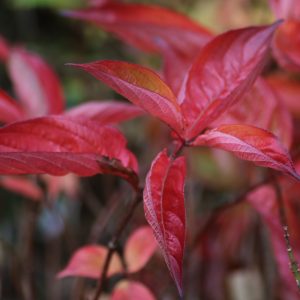 Weigela 'Wings of Fire'