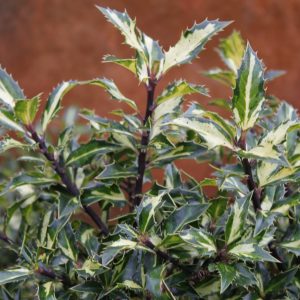 Ilex aquifolium 'White Cream'