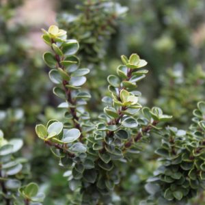 Ilex crenata "Mariesii"