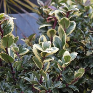 Ilex x meserveae  "Jadestar"