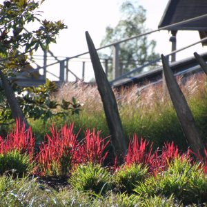 Imperata cylindrica 'Red Baron'