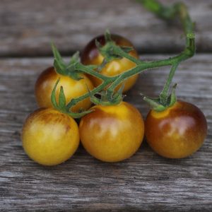 Tomate 'Indigo Gold'
