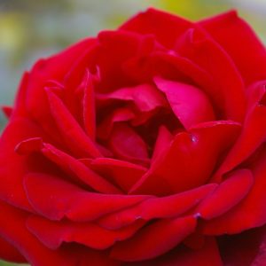 Rosa 'Ingrid Bergmann' ®