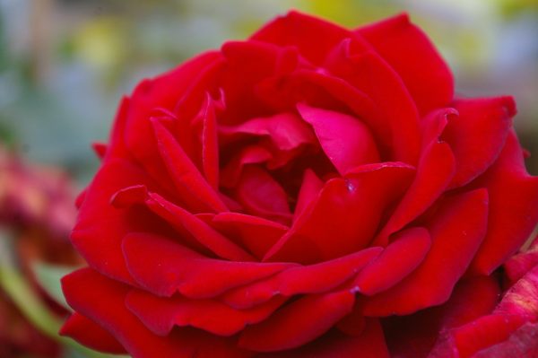 Rosa 'Ingrid Bergmann' ®