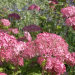 Hydrangea arborescens PINK ANNABELLE ®