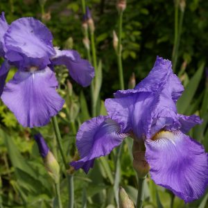 Iris germanica ssp. germanica