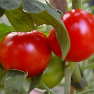 Tomate 'Italienische Tomate'