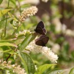 Itea virginica 'Henry's Garnet'