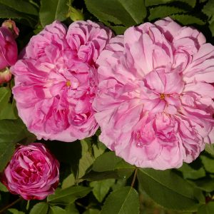 Rosa 'Jacques Cartier' (damascena)