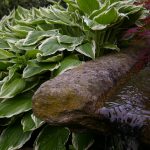 Hosta x fortunei 'Francee'