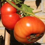 Tomate 'Irakische Fleischtomate'