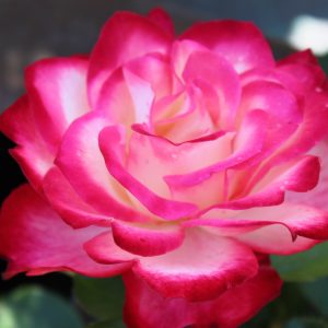 Rosa 'Jubile du Prince de Monaco' ®